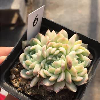 nmyu 多肉植物桑切斯星影群生多头星影缀化 6 裸根不带土