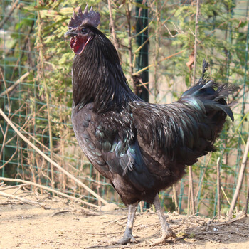 散养亮黑色羽毛土鸡中的战斗鸡 凶悍野性 深山散养 笨笨鸡生态养殖 黑