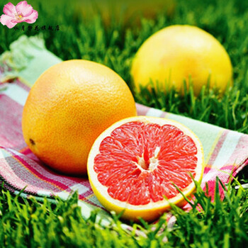 水月静花 盆栽柠檬树苗 庭院阳台盆栽地栽 盆景水果树苗 黄皮红肉 二