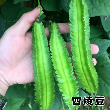 Qcdd 四棱豆种子四棱豆苗四角豆皇帝豆香龙豆四季盆栽四棱豆种子一斤 图片价格品牌报价 京东