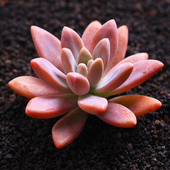 若绿一元多肉多肉植物室内盆栽绿植花卉组合办公室多肉组合植物秋丽 图片价格品牌报价 京东