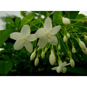 上芯珍稀的木本香花,水梅花,花如吊鐘潔白花多,清香四溢