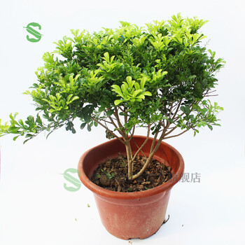 绿丝绦米兰花苗花卉盆栽四季常青绿植室内客厅盆栽四季芳香好养活米兰四年苗 推荐 带土球发货 图片价格品牌报价 京东