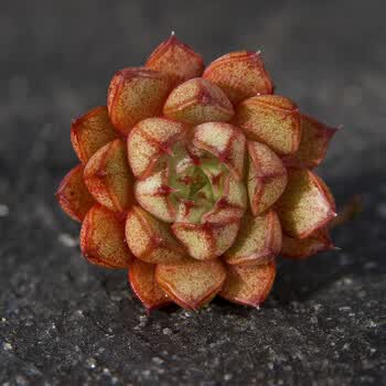 猫眼 多肉 猫眼石 多肉植物 1-2厘米控养桩 不含盆