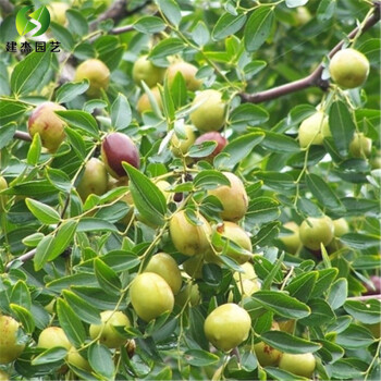 建傑園藝 嫁接棗樹苗 棗樹盆栽 沾化冬棗 南方北方種植庭院果樹苗當年