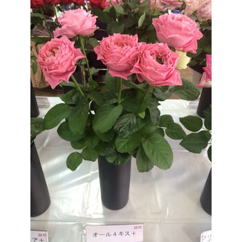 日本切花新品 月季 四吻 all 4 kiss 扦插苗 粉红色 不含盆