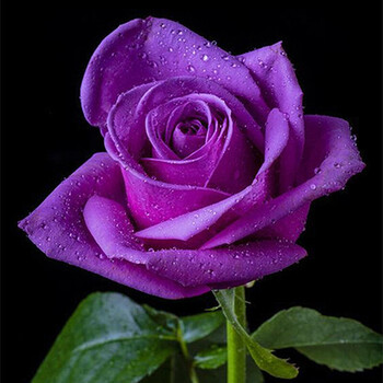 玫瑰花苗四季开花大花绿植物蔷薇月季盆栽室内外花卉花庭院阳 紫惑_ 5