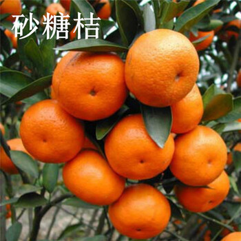 子豪缘砂糖橘树苗 十月蜜桔苗 正宗四会沙糖桔树苗 嫁接砂糖桔果苗 1年苗 30cm(含)-130cm(含)