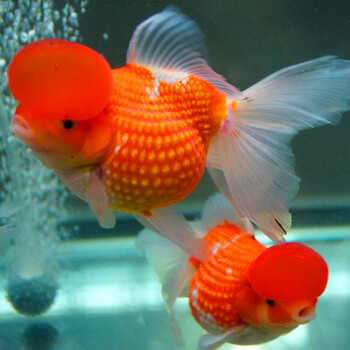 观赏鱼金鱼活体冷水鱼宠物鱼活体水族箱养鱼 皇冠(颜色随机2条) 13-16