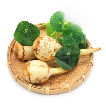 农家慈姑白茨菇慈菇茨菰马蹄新鲜蔬菜 5kg