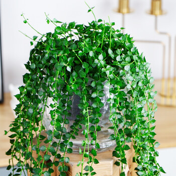 绿植盆栽 水培植物 垂藤吊挂植物 园艺绿植 花卉盆栽 台球水培百万星a