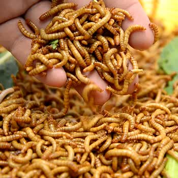 高蛋白面包虫黄粉虫大麦虫活体鸟蜘蛛蜥蜴乌龟金鱼鸡饲料观赏鱼食物