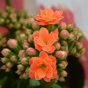 长寿花带花苞重瓣花苗四季开花绿植盆栽花卉阳台室内观花植物 织女星