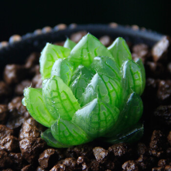 多肉植物姬玉露水晶玉露宮燈玉露組合綠植防輻射玉露帶盆栽好多肉 櫻