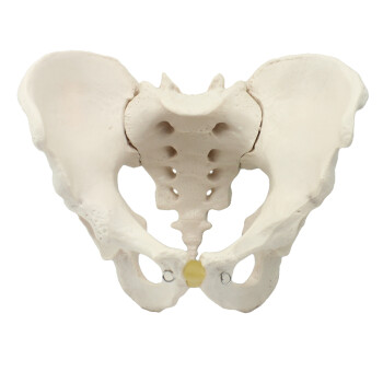 ENOVO颐诺标准女性骨盆模型 妇科检查模型人体骨骼标本骨盆测量模型 妇产科教学分娩示教骨盆模型教型
