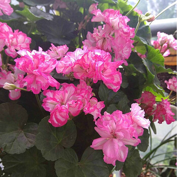 天竺葵 直立天 dc 小苗 不含盆