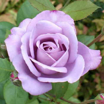 四季开花大花绿植花卉观花植物庭院室内盆栽牡丹蔷薇月季 紫色玫瑰 不