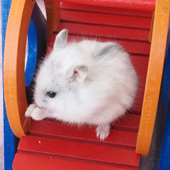贵卡 活体仓鼠 仓鼠宝宝 宠物 白色1只(可选公母)