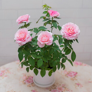 迷你玫瑰花盆栽带花苞月季室内阳台客厅桌面绿植花苗盆景四季花卉