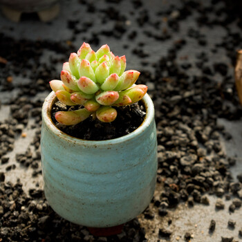 柳叶年华多肉植物防辐射绿植肉肉花卉桌面盆栽多肉 小老桩单头_ 11折