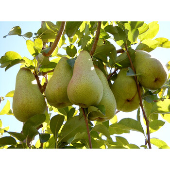 阿巴特梨树苗 长颈葫芦形香梨 西洋梨的优良品种 丰产抗病 大果 1年苗