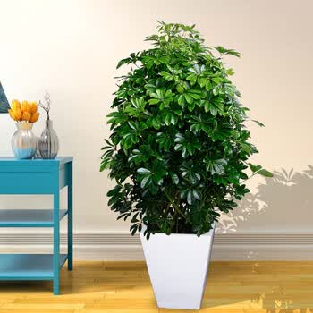 花明柳媚武汉同城树鸭掌木盆栽 鸭脚木 办公室室内大型绿植开业植物