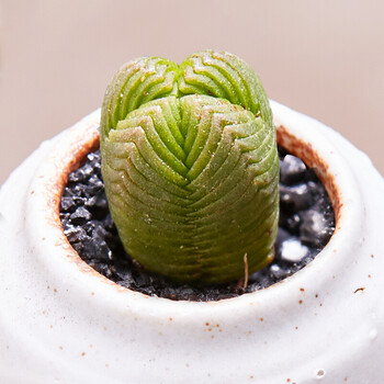 美诺花园 品相超棒果冻色小萌物多肉植物盆栽室内萌肉肉盆栽 多肉