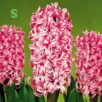 荷兰进口水培风信子种球土培套装室内净化空气秋冬室内开花植物 芬达