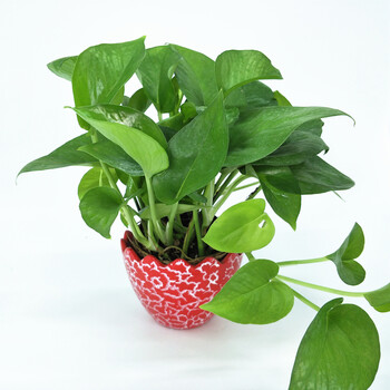 绿萝盆栽植物防辐射盆栽吸甲醛绿植水培吊兰新房装修基地直销 绿萝 红