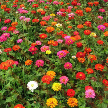 百日草紫花百日草种子庭院阳台盆栽易种鲜花花卉种子 100克