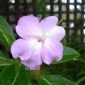 茶花凤仙 非洲凤仙 四季易种花卉 指甲花 盆栽 浅紫色非洲凤仙花50粒