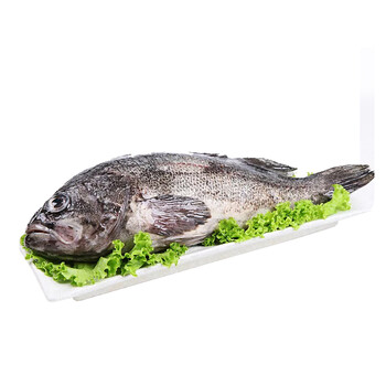 青岛鲜活野生小黑头鱼海鱼 2kg