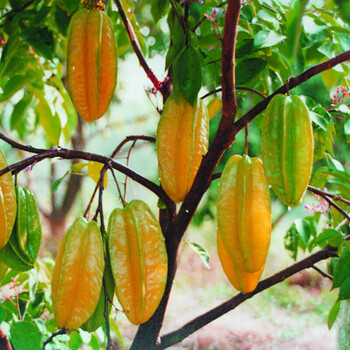 果树苗嫁接苗杨桃苗甜杨桃树苗庭院植物行道树木果树杨桃苗1年苗 图片价格品牌报价 京东