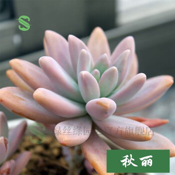 绿丝绦多肉植物盆栽花卉绿植办公室内防辐射多肉组合盆栽新手套装肉肉组合秋丽 图片价格品牌报价 京东