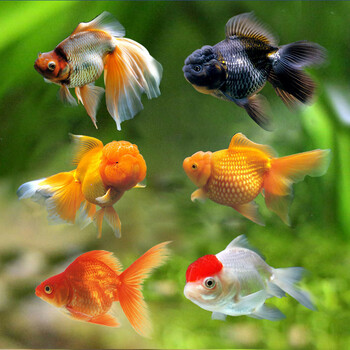观赏鱼金鱼活体冷水鱼宠物鱼活体水族箱养鱼 金鱼5-6厘米5条(品种和