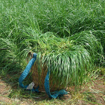 一年生黑麦草种子 牧草种子 喂家禽牲口 营养价值高 一年生黑麦草一斤