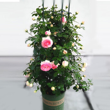 藤本月季花苗特大苗浓香庭院四季开花爬藤带花苞大花蔷薇盆栽 高约1.