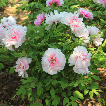 鲜花牡丹花过年花卉室内阳台客厅带花苞发货洛阳红牡丹花苗 粉牡丹8朵