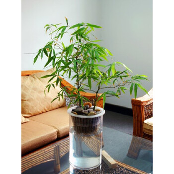 水培花卉-水培佛肚竹-办公室净化空气植物无土栽培-漂亮更干净 小苗
