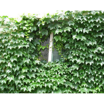 子豪缘净化空气爬藤植物--长春藤-长青藤四季不掉叶-爬藤能力强 已生长1年 不含盆