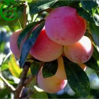 南北方种植 庭院盆栽地栽李子树苗 当年结果 荷兰巨李 6年 胭脂李子 3