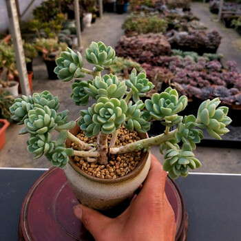 上芯多肉植物 阿兰塔 一物一拍 不含盆