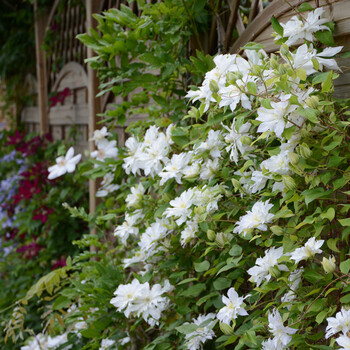虹越 进口铁线莲p9盆栽苗新品 初恋 庭园花园爬藤花卉植物_ 8折现价53