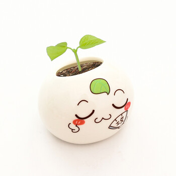 相思豆【图片 价格 品牌 报价】-京东