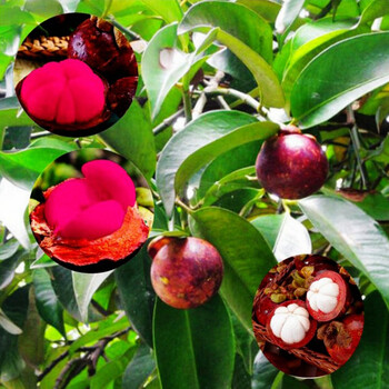 米蔻 果树苗 山竹树苗 山竹苗 山竹果树苗 四年苗_ 3折现价25元