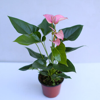 红掌白掌粉掌四季开花办公卧室客厅水培盆栽室内带花发货 12号盆朱莉