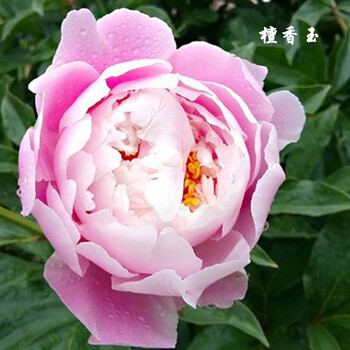 花明柳媚18.
