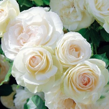 蔷薇花苗盆栽花卉植物阳台庭院藤本月季花苗爬藤月季四季开花 白龙 不