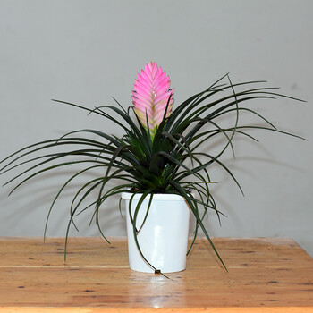 铁兰花卉 办公/客厅桌面盆栽 室内盆景植物 铁兰 紫花 细叶凤梨 铁兰