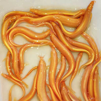 观赏鱼冷水鱼小金龙发财鱼清洁鱼金泥鳅黄金鳅清洁鱼活体黄金龙2-4cm 4条